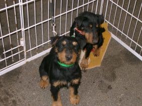 Chiots d'apparence Jagd terrier à vendre chez l'éleveur BOUCHARD GUY