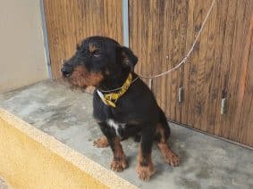 Chiots de race Jagd terrier à vendre chez l'éleveur BOUCHARD GUY