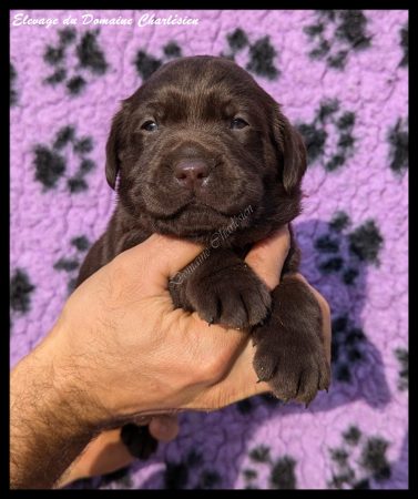 Image de la portée de chiot de l'élévage ELEVAGE DU DOMAINE CHARLESIEN