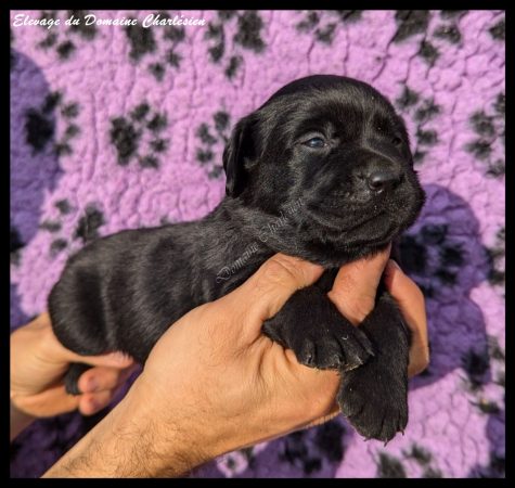 Image de la portée de chiot de l'élévage ELEVAGE DU DOMAINE CHARLESIEN