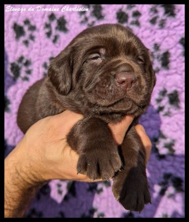 Image de la portée de chiot de l'élévage ELEVAGE DU DOMAINE CHARLESIEN