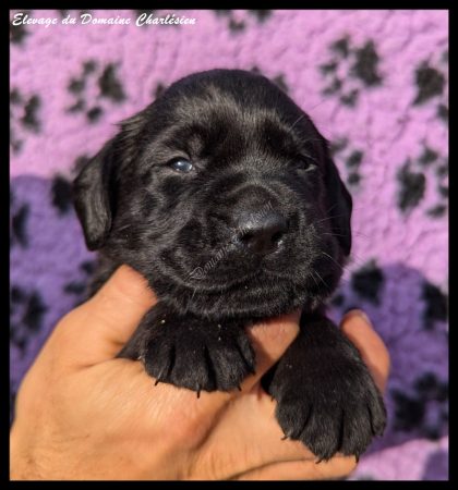 Image de la portée de chiot de l'élévage ELEVAGE DU DOMAINE CHARLESIEN