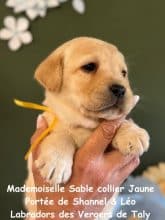 Chiots de race Labrador retriever à vendre chez l'éleveur EARL CRACKERS