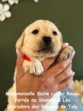 Chiots de race Labrador retriever à vendre chez l'éleveur EARL CRACKERS