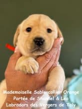 Chiots de race Labrador retriever à vendre chez l'éleveur EARL CRACKERS