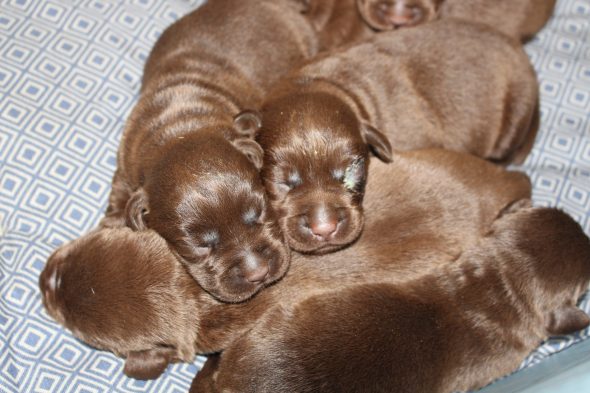 Image de la portée de chiot de l'élévage LE DOMAINE DU FEU COCHARD