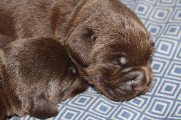 Image de la portée de chiot de l'élévage LE DOMAINE DU FEU COCHARD