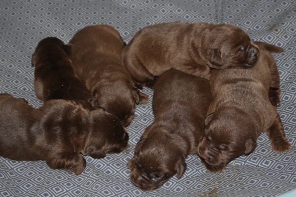 Image de la portée de chiot de l'élévage LE DOMAINE DU FEU COCHARD