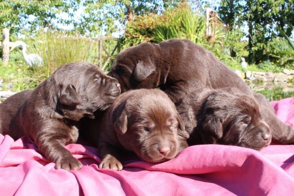 Image de la portée de chiot de l'élévage LE DOMAINE DU FEU COCHARD