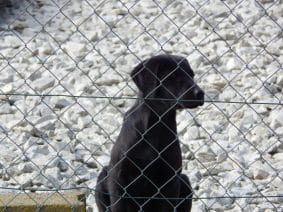 Chiots de race Labrador retriever à vendre chez l'éleveur LE MAS D’EYRAUD – D’ASPE & D’OSSAU