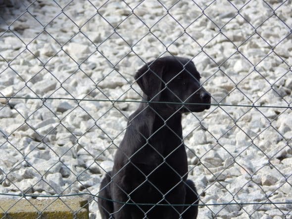 Image de la portée de chiot de l'élévage LE MAS D’EYRAUD – D’ASPE & D’OSSAU