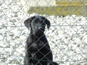 Chiots de race Labrador retriever à vendre chez l'éleveur LE MAS D’EYRAUD – D’ASPE & D’OSSAU