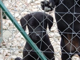 Chiots de race Labrador retriever à vendre chez l'éleveur LE MAS D’EYRAUD – D’ASPE & D’OSSAU