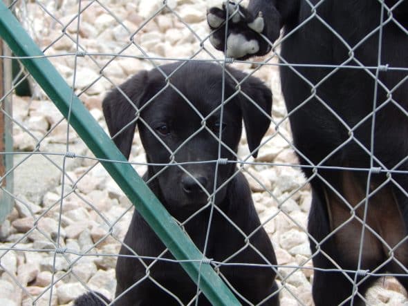 Image de la portée de chiot de l'élévage LE MAS D’EYRAUD – D’ASPE & D’OSSAU