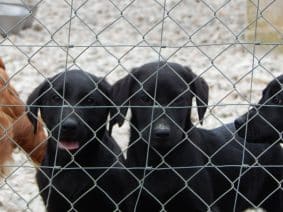 Chiots de race Labrador retriever à vendre chez l'éleveur LE MAS D’EYRAUD – D’ASPE & D’OSSAU