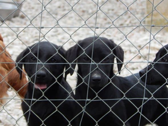 Image de la portée de chiot de l'élévage LE MAS D’EYRAUD – D’ASPE & D’OSSAU