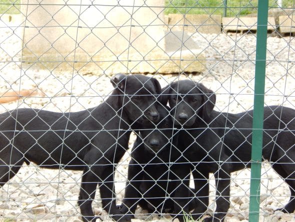 Image de la portée de chiot de l'élévage LE MAS D’EYRAUD – D’ASPE & D’OSSAU