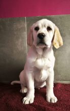 Chiots de race Labrador retriever à vendre chez l'éleveur DU ROYAUME DE LECKI