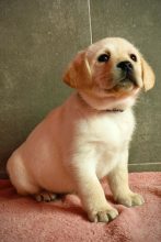 Chiots de race Labrador retriever à vendre chez l'éleveur DU ROYAUME DE LECKI