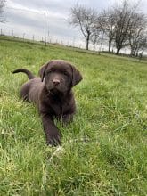 Chiots de race Labrador retriever à vendre chez l'éleveur SCEA DU MOULIN DE MADJURIE