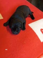 Chiots de race Labrador retriever à vendre chez l'éleveur PAYOT PHILIPPE