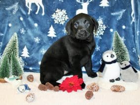 Chiots d'apparence Labrador retriever à vendre chez l'éleveur SAS THERY