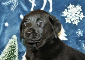 Chiots d'apparence Labrador retriever à vendre chez l'éleveur SAS THERY