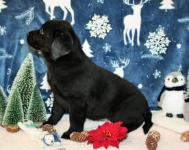 Chiots d'apparence Labrador retriever à vendre chez l'éleveur SAS THERY