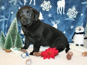 Chiots d'apparence Labrador retriever à vendre chez l'éleveur SAS THERY