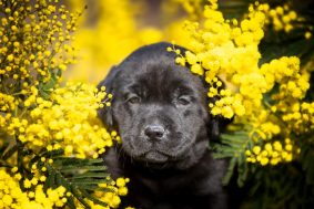 Chiots de race Labrador retriever à vendre chez l'éleveur DU FEELING DE NOLISTER