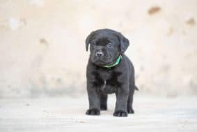 Chiots de race Labrador retriever à vendre chez l'éleveur DU FEELING DE NOLISTER