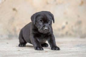 Chiots de race Labrador retriever à vendre chez l'éleveur DU FEELING DE NOLISTER