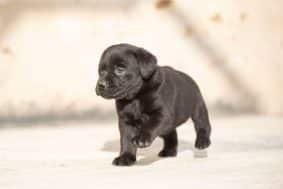 Chiots de race Labrador retriever à vendre chez l'éleveur DU FEELING DE NOLISTER