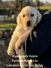 Chiots de race Labrador retriever à vendre chez l'éleveur EARL CRACKERS