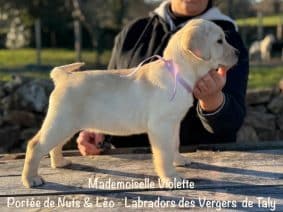 Chiots de race Labrador retriever à vendre chez l'éleveur EARL CRACKERS