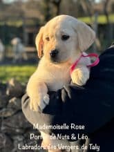 Chiots de race Labrador retriever à vendre chez l'éleveur EARL CRACKERS