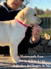 Chiots de race Labrador retriever à vendre chez l'éleveur EARL CRACKERS