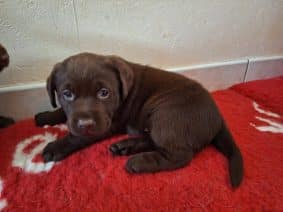 Chiots d'apparence Labrador retriever à vendre chez l'éleveur ELEVAGE DU SPITZBRUNN