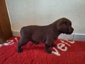 Chiots d'apparence Labrador retriever à vendre chez l'éleveur ELEVAGE DU SPITZBRUNN