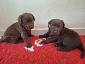 Chiots d'apparence Labrador retriever à vendre chez l'éleveur ELEVAGE DU SPITZBRUNN