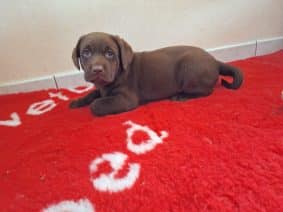 Chiots d'apparence Labrador retriever à vendre chez l'éleveur ELEVAGE DU SPITZBRUNN