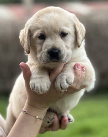 Image de la portée de chiot de l'élévage De La vallée des Grésidogs