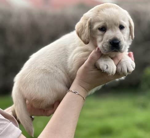 Image de la portée de chiot de l'élévage De La vallée des Grésidogs