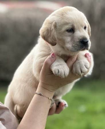 Image de la portée de chiot de l'élévage De La vallée des Grésidogs