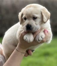 Chiots de race Labrador retriever à vendre chez l'éleveur De La vallée des Grésidogs