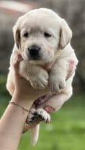 Chiots de race Labrador retriever à vendre chez l'éleveur De La vallée des Grésidogs