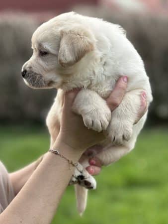 Image de la portée de chiot de l'élévage De La vallée des Grésidogs