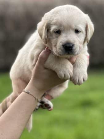 Image de la portée de chiot de l'élévage De La vallée des Grésidogs