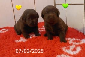 Chiots de race Labrador retriever à vendre chez l'éleveur LE DOMAINE DES EURANTES