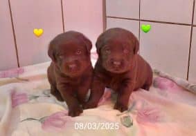 Chiots de race Labrador retriever à vendre chez l'éleveur LE DOMAINE DES EURANTES